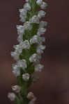 Downy rattlesnake plantain